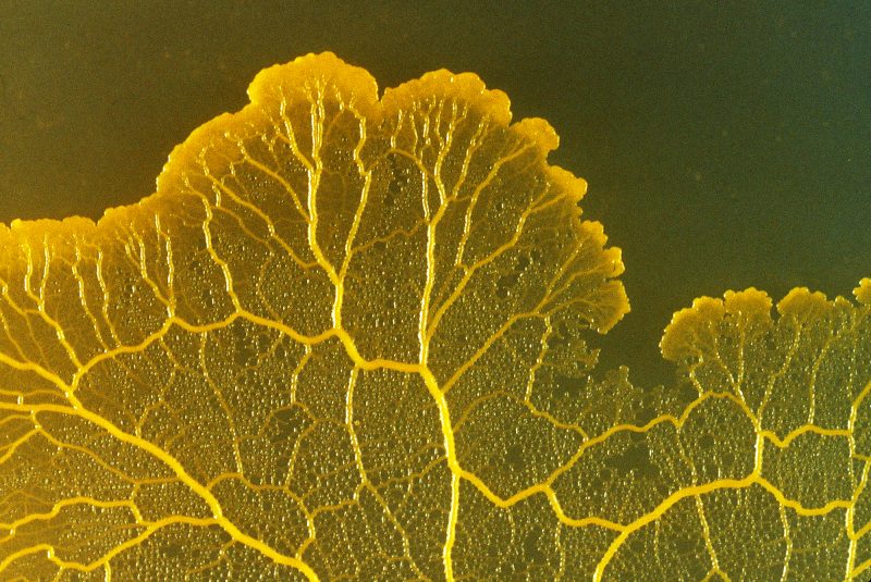 Slime mold in culture: Physarum polycephalum; plasmodial wandering stage, (seeking food).