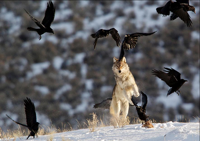 yellowstone wolves