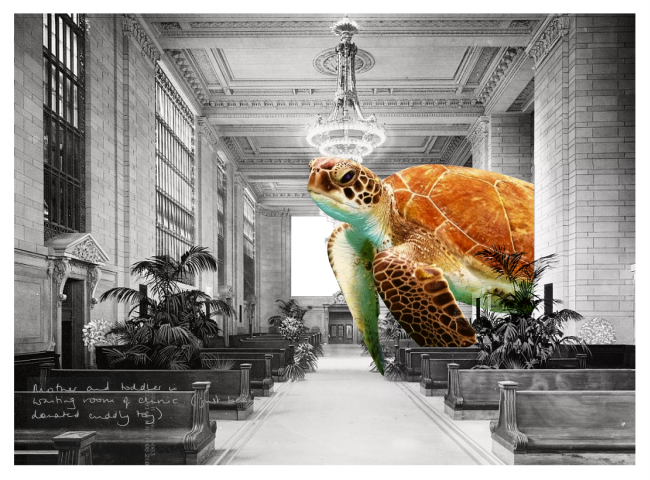 turtle header image